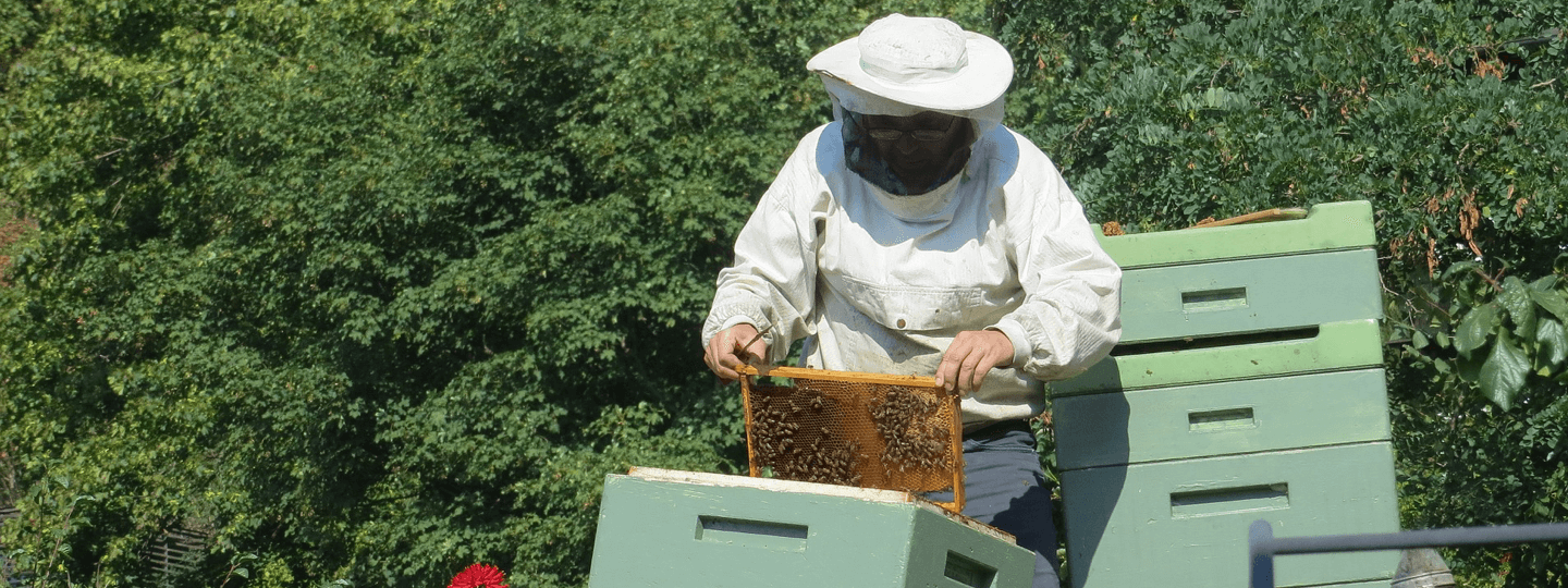 A beekeeper in protective gear opening a hive